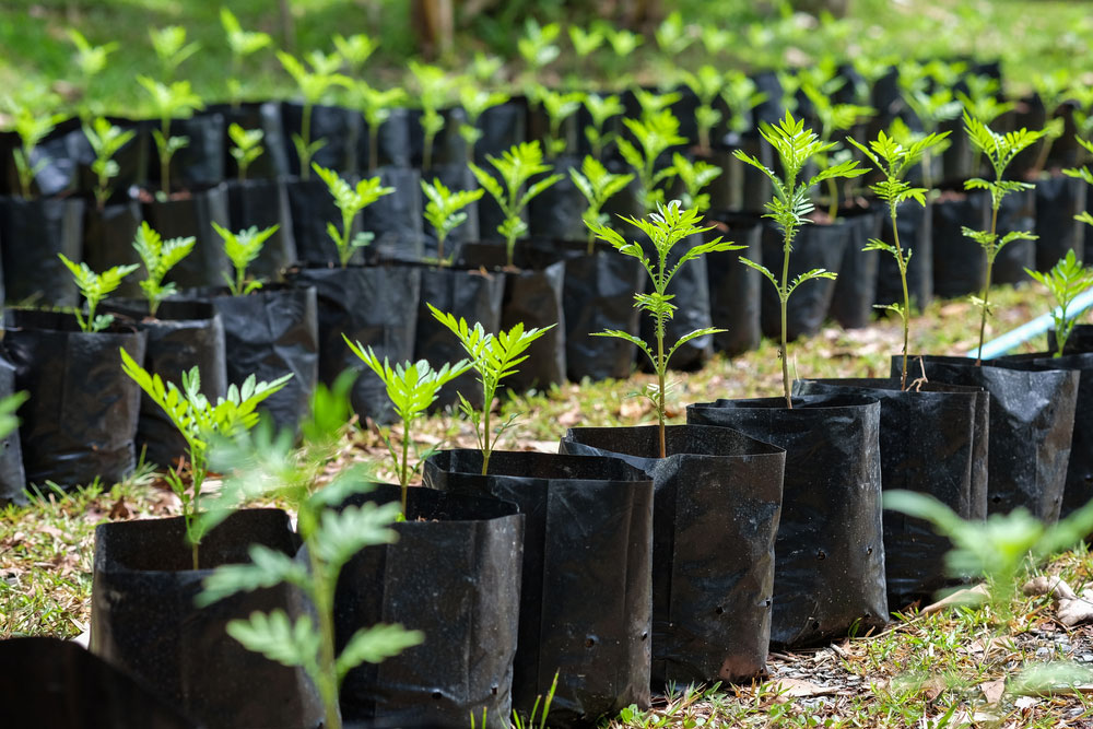 plant-nursery-bags